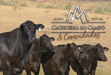 LEILÃO VIRTUAL CACHOEIRA DO CAMPO & CONVIDADOS